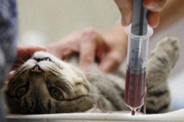 Исследование титра антител в крови котов и собак