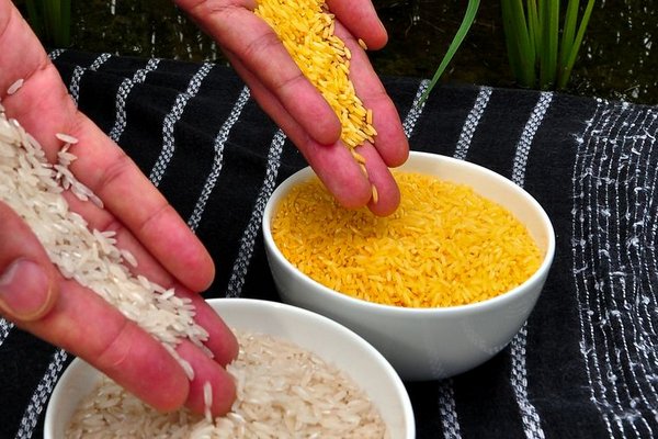 Международная группа экспертов выступила в поддержку «золотого риса»