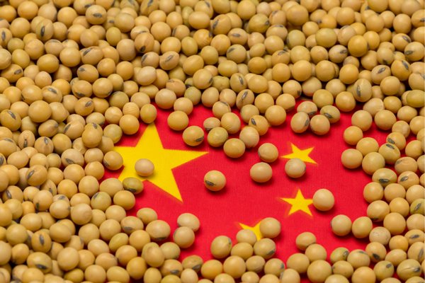 Китай стабилизирует производство кукурузы и увеличит производство сои