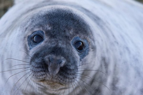 Украинские ученые записали пение антарктических тюленей