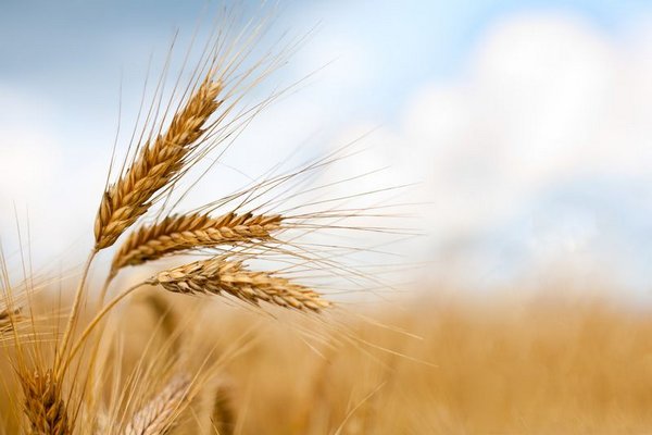 Египет объявил тендер на закупку пшеницы