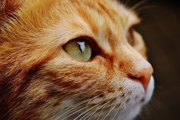 Ученые рассказали, почему домашние кошки уходят от хозяев перед смертью