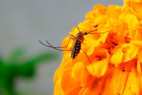 Ученые рассказали о цветах, которые привлекают комаров