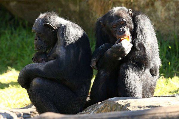 Ученые впервые обнаружили у шимпанзе признаки эмпатии