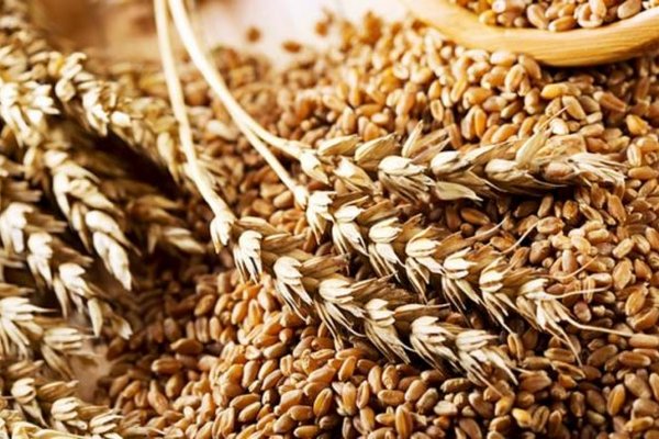 Эксперт рассказал, что будет с ценами на украинское зерно