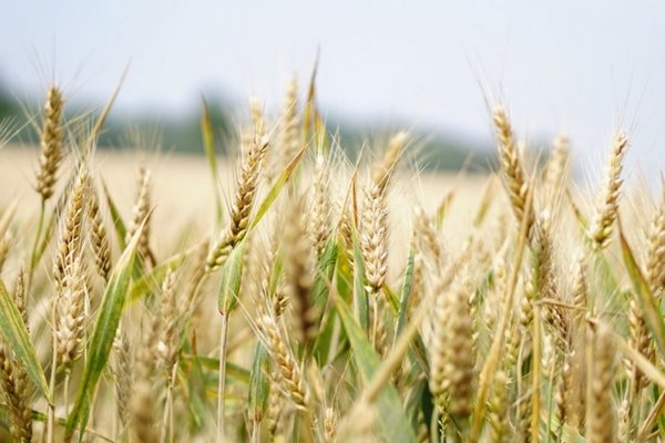 Германия планирует увеличить посевы пшеницы