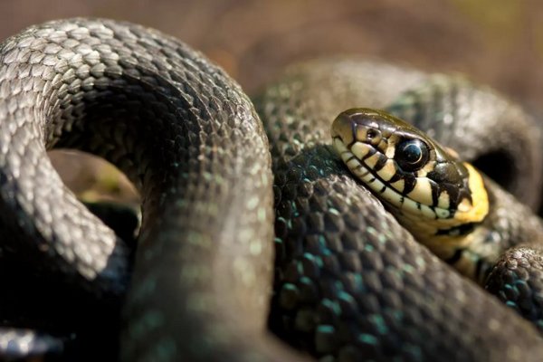 В Ивано-Франковской области двух мужчин покусали змеи, их госпитализировали