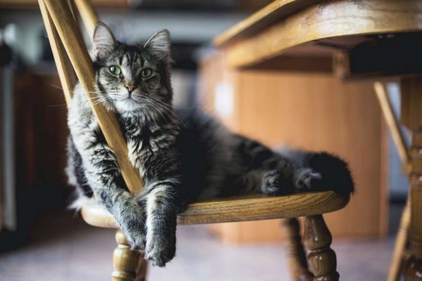 Ученые выяснили, почему кошки царапают мебель