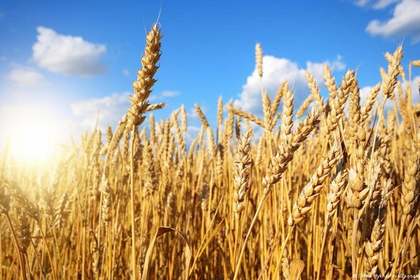 Экспорт украинского зерна растет — еврокомиссар