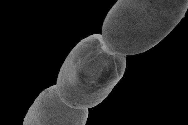 Ученые обнаружили самую большую в мире бактерию