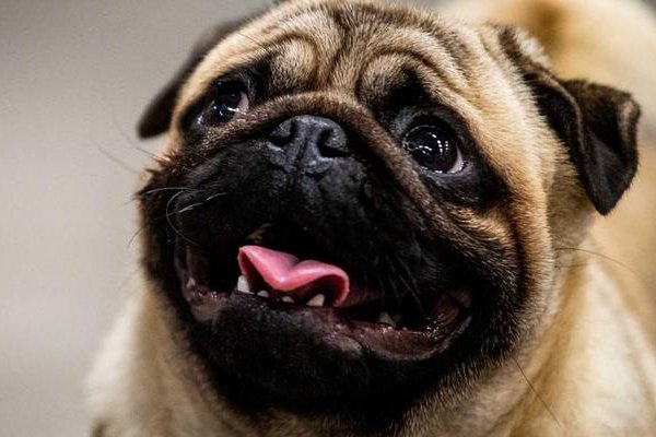 В Японии собак будут искать по отпечатку носа
