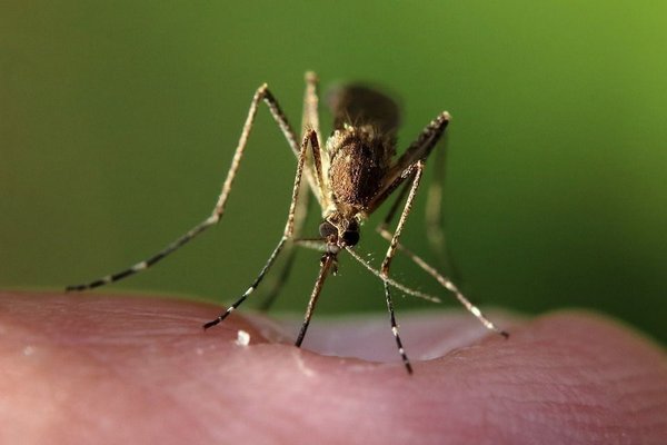 Кого комары кусают чаще других? Мнение врача