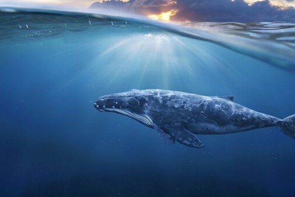 Ученые рассказали, как киты учатся песням у сородичей