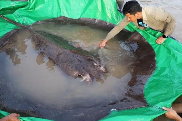 В Камбодже поймали самую большую в современной истории пресноводную рыбу
