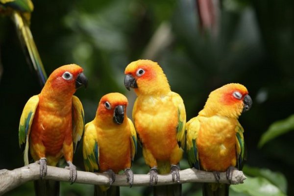 Ученые рассказали, как птицы готовятся к диете