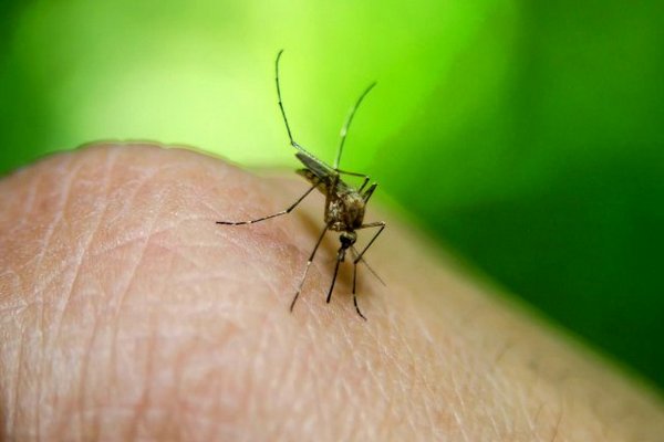 Доктор Комаровский дал советы, как защититься от комаров