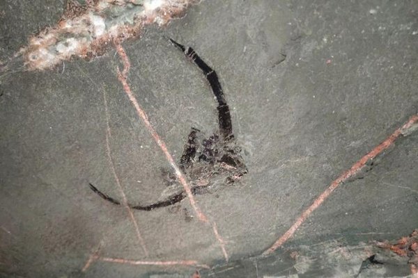 Шахтеры «Белкалия» случайно нашли в руднике останки древнего ракоскорпиона