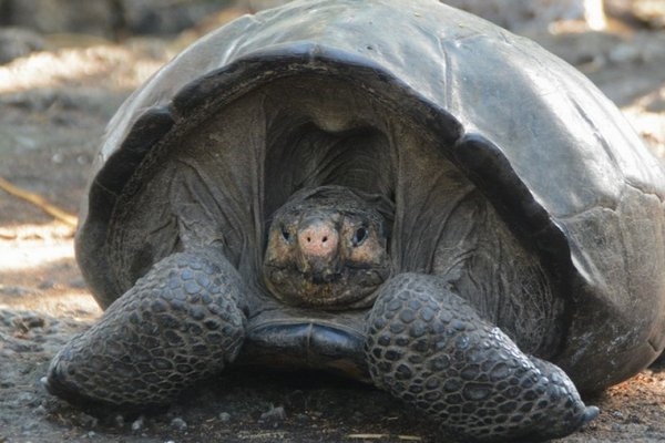 В США поймали черепаху, вид которой вымер более 100 лет назад
