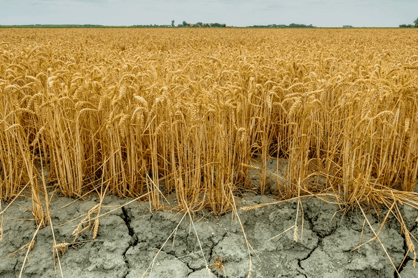 Ученые показали самую сильную засуху в Европе за последние 500 лет