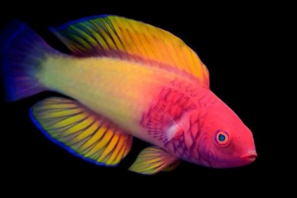 Рождается самкой, а становится самцом. В Индийском океане обнаружен новый вид необычных рыб
