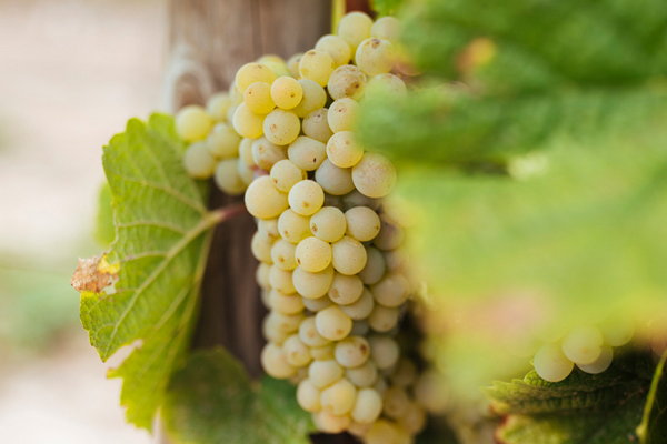 Особенности изготовления и разнообразие белых вин