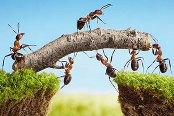 Ученые: Муравьи питаются молочком, которое дают муравьиные куколки
