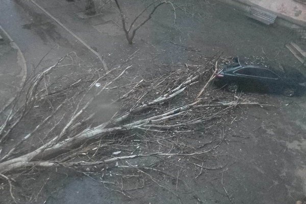 В Николаеве во дворе многоэтажки упал аварийный тополь: поврежден автомобиль