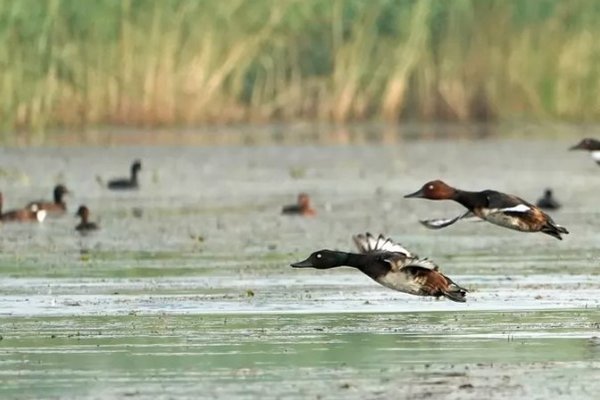 В Северном Китае обнаружены новые виды диких птиц