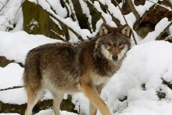 В Швеции из-за решения властей волки оказались под угрозой исчезновения
