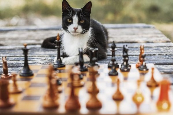 Братья по разуму: ученые определили самые умные породы кошек