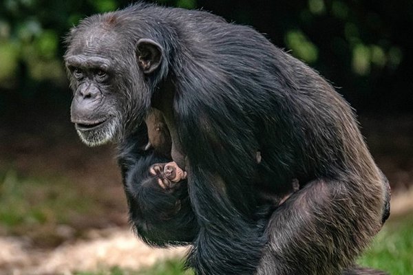 В британском зоопарке родился редкий шимпанзе