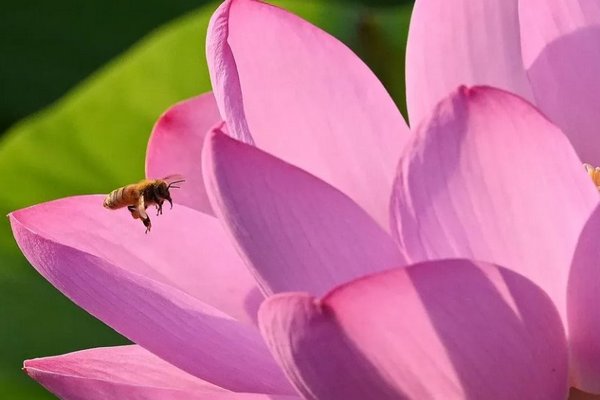 Ученые раскрыли молекулярный механизм гибели зимующих пчел