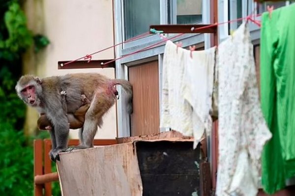 Пока шла в туалет: женщина умерла после того, как на нее напала разъяренная стая обезьян