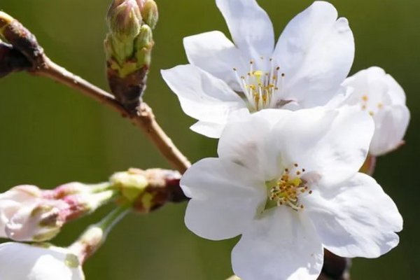 В Японии цветет сакура: в 2023 году сезон цветения начался рекордно рано