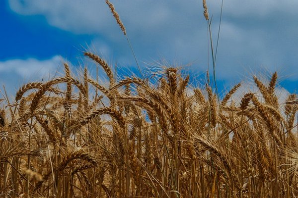 Украинское зерно будут возить через Польшу без разгрузки
