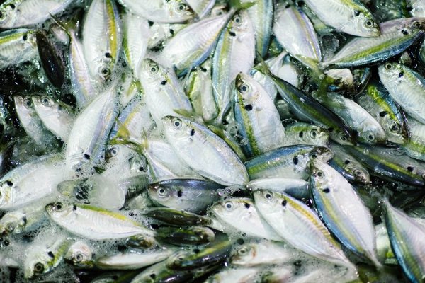 Зеленский подписал «рыбный» закон: какие новации предусмотрены