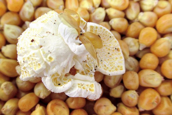 На рынок Украины могла попасть опасная кукуруза для попкорна