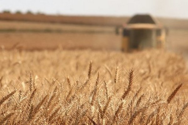 Украина из-за войны увеличит посевы яровой пшеницы до многолетнего рекорда
