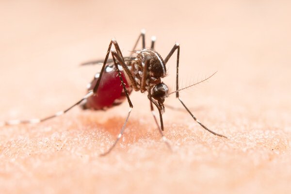 Чтобы не кусали: как защитить себя и детей от комаров