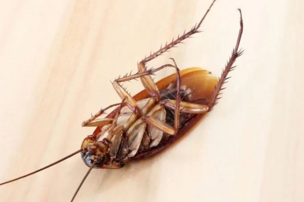 Тараканы ненавидят запах огурца: как избавиться от надоедливых насекомых