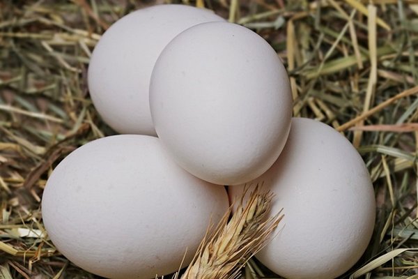 Украина запретила ввоз яиц и курятины из Польши