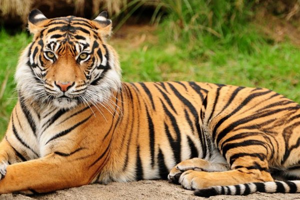 Международный день тигра. Что еще отмечаем 29 июля
