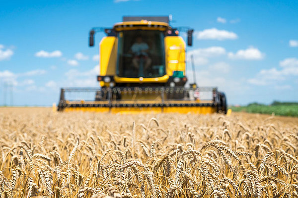Як небулізація впливає на якість та врожайність зернових культур