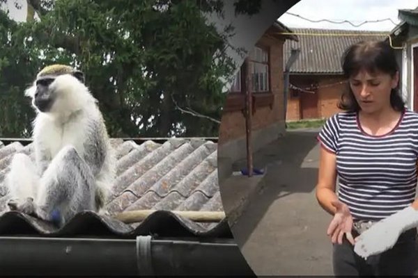 На Хмельнитчине обезьяна покусала ребенка: животное неделю не могут поймать
