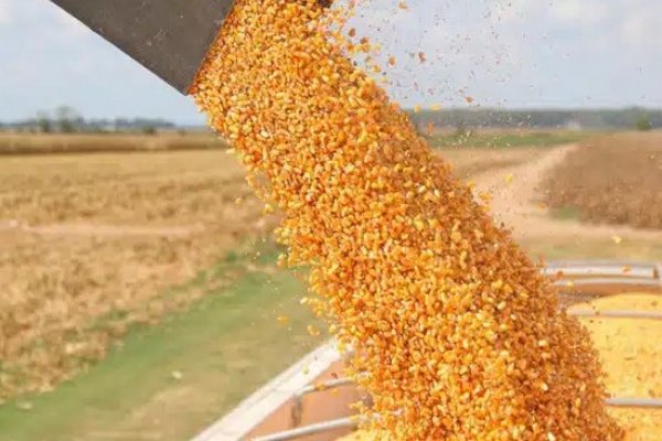В Украине уже собрали более 16,5 миллионов тонн зерна
