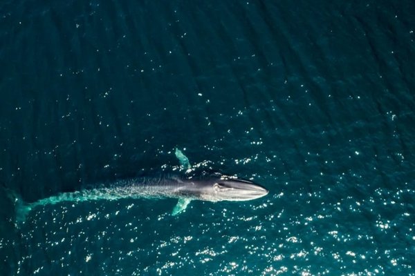В Исландии снова разрешили забивать китов