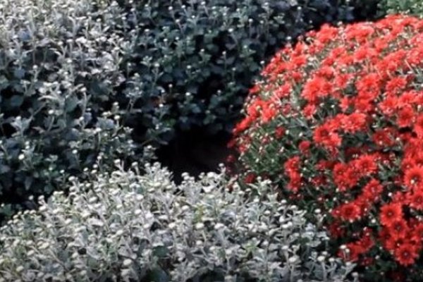 Как правильно высаживать хризантемы осенью: цвет будет пышный и яркий