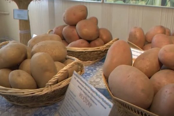 Украинцев ждёт резкое изменение цены на картофель: стоит ли делать запасы