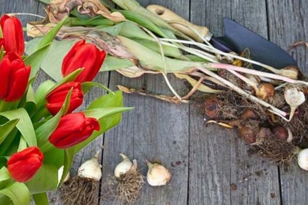 Нужно ли выкапывать тюльпаны каждый год – профессионалы высказали свое мнение