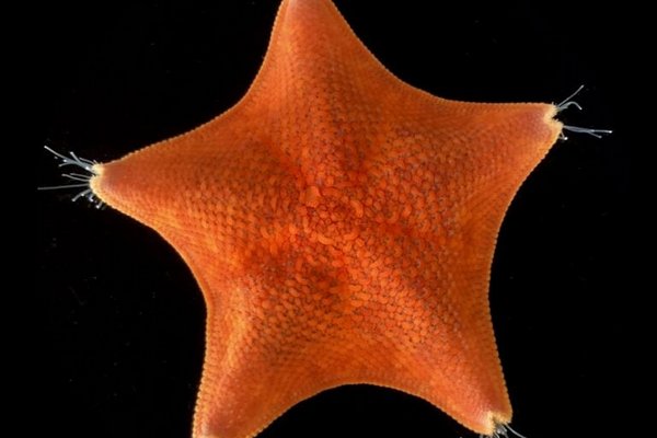 Ученые узнали, где у морских звезд голова
